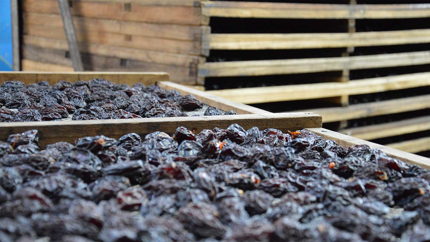 sÃ©chage des pruneaux bio coopÃ©rative coufidou lot et Garonne